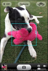 The iPhone chose the center of the scene, where the closest object was.