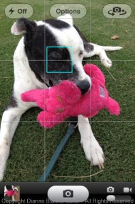 By tapping on my dog's eye, I ensured his eyes would be sharp.