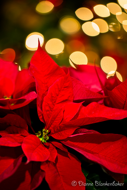 The flower begins to fall out of focus rapidly, but the sharp center holds the image together and the big out-of-focus lights in the background add interest.